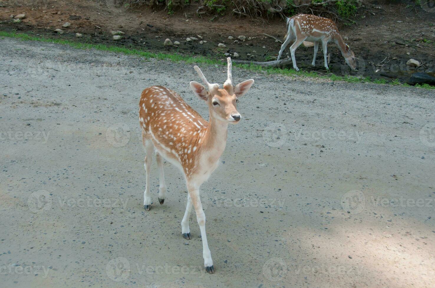 Deer in a nature reserve in Canada photo