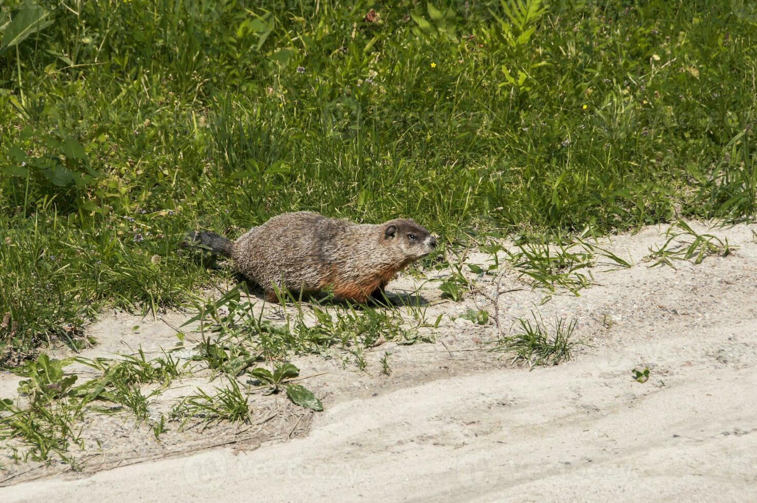 marmota en un naturaleza reserva en Canadá foto