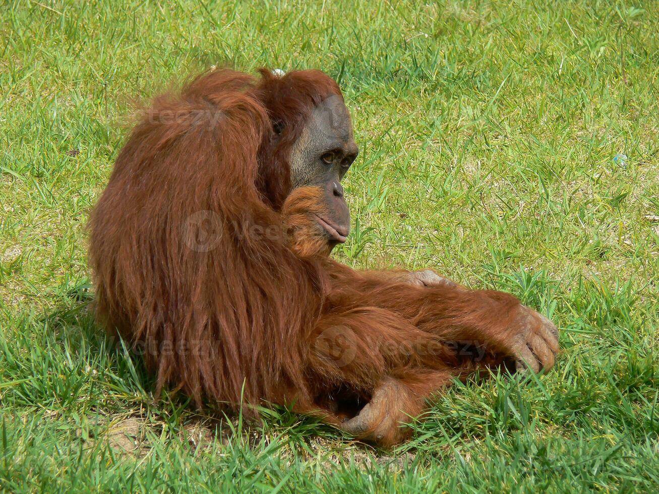 Chimpanzee in Lisbon zoo photo