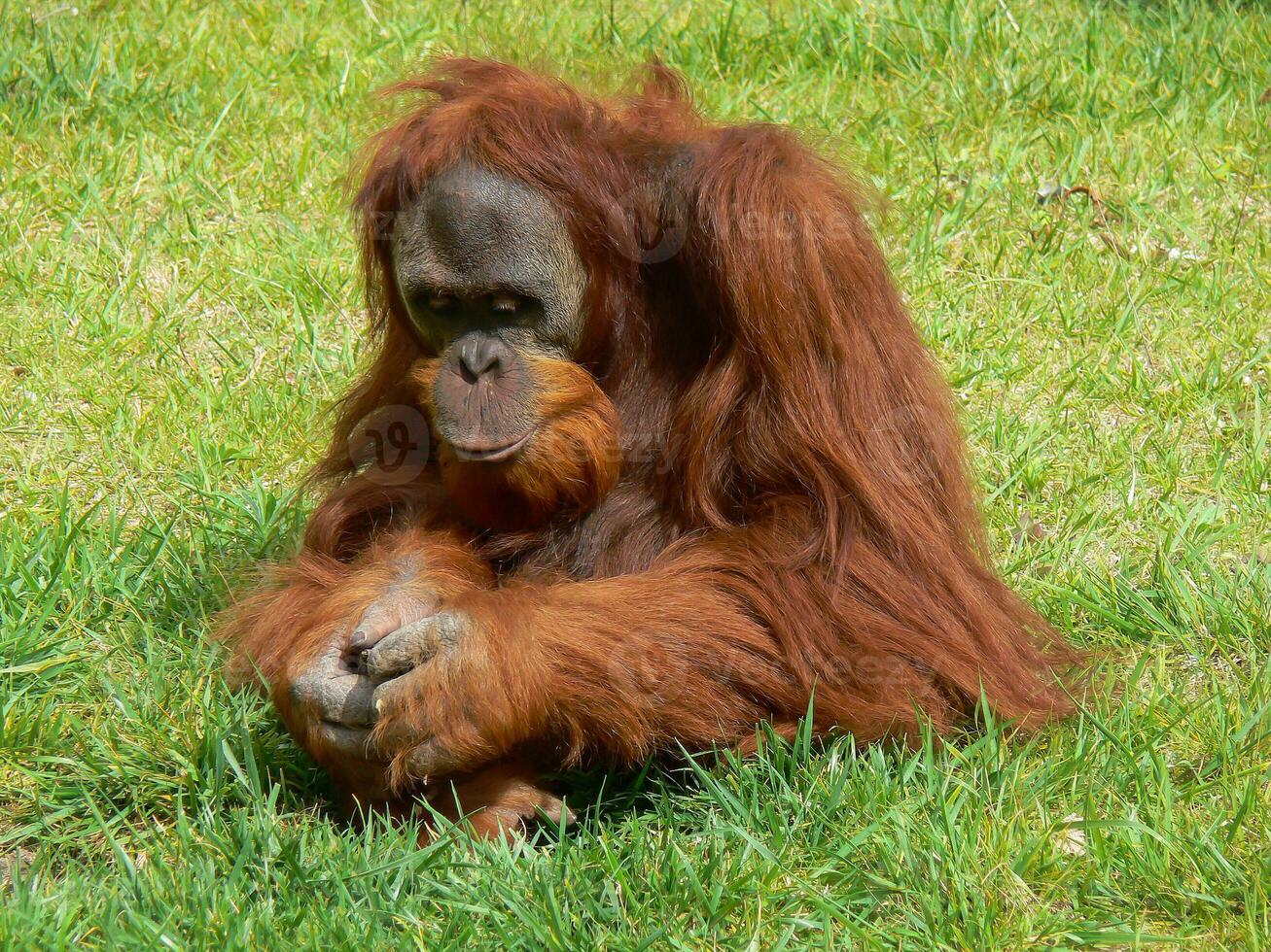 Chimpanzee in Lisbon zoo photo