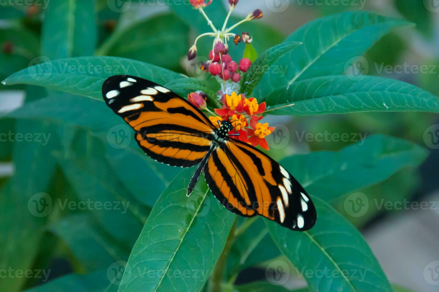 The beauty of the colors and pattern of a butterfly photo
