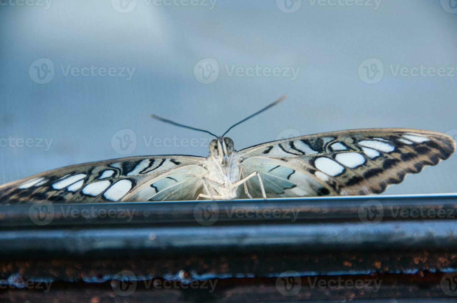 The beauty of the colors and pattern of a butterfly photo