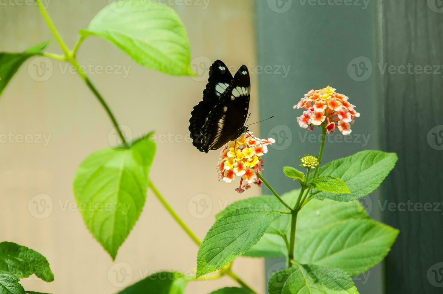 Beautiful and colorful image of a butterfly resting on a flower photo