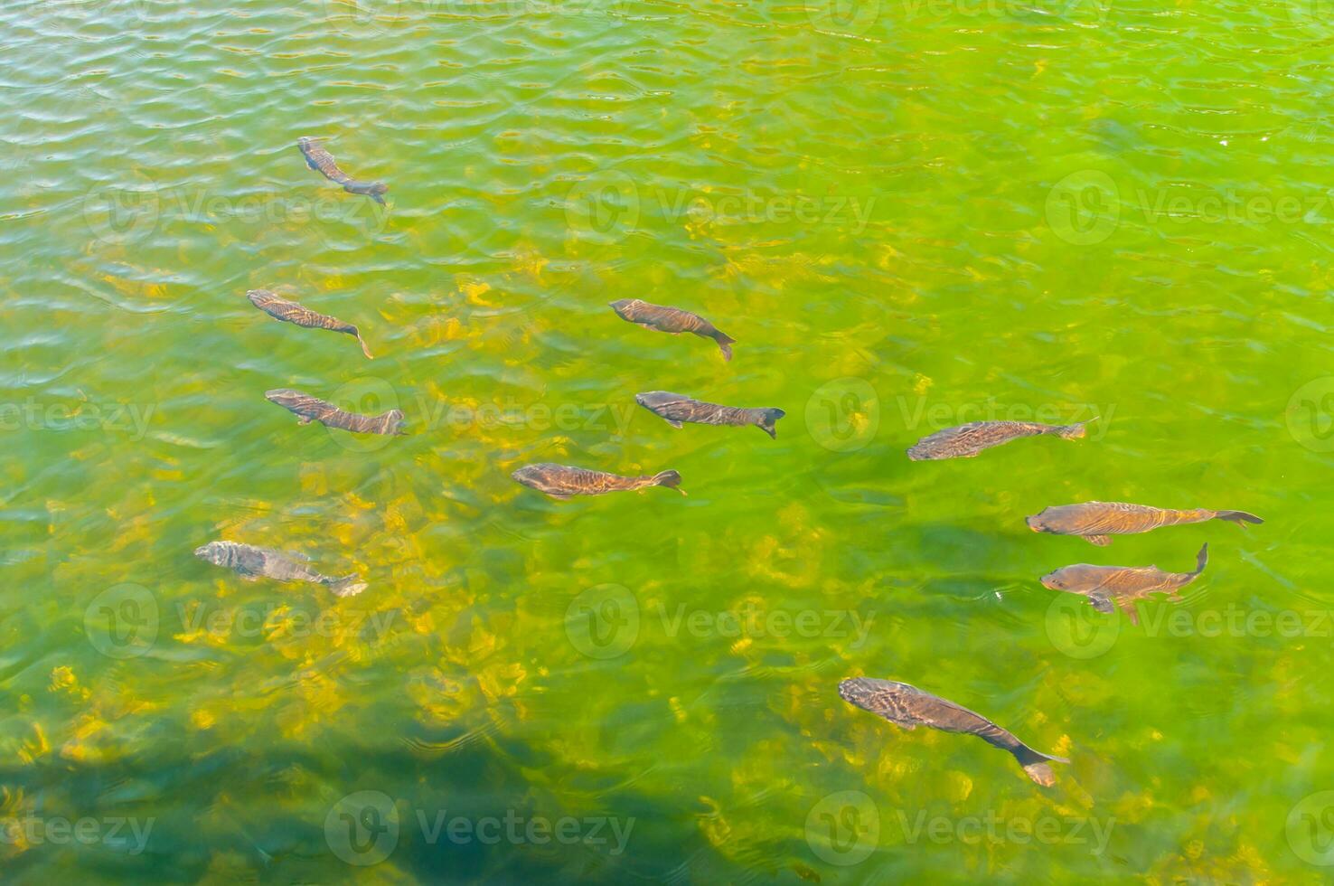 Fish in a transparent green water lake photo