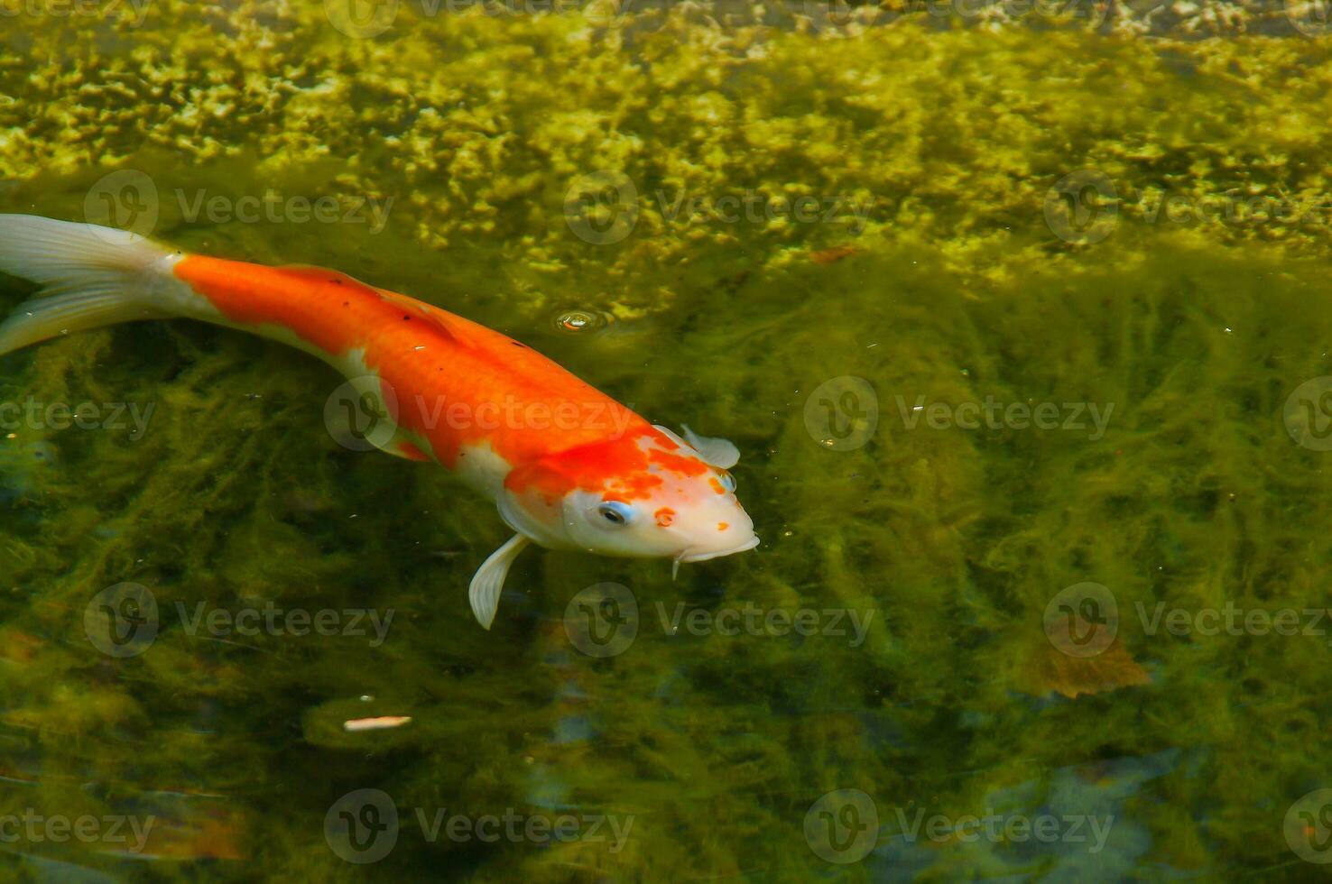 Fish in a transparent green water lake photo