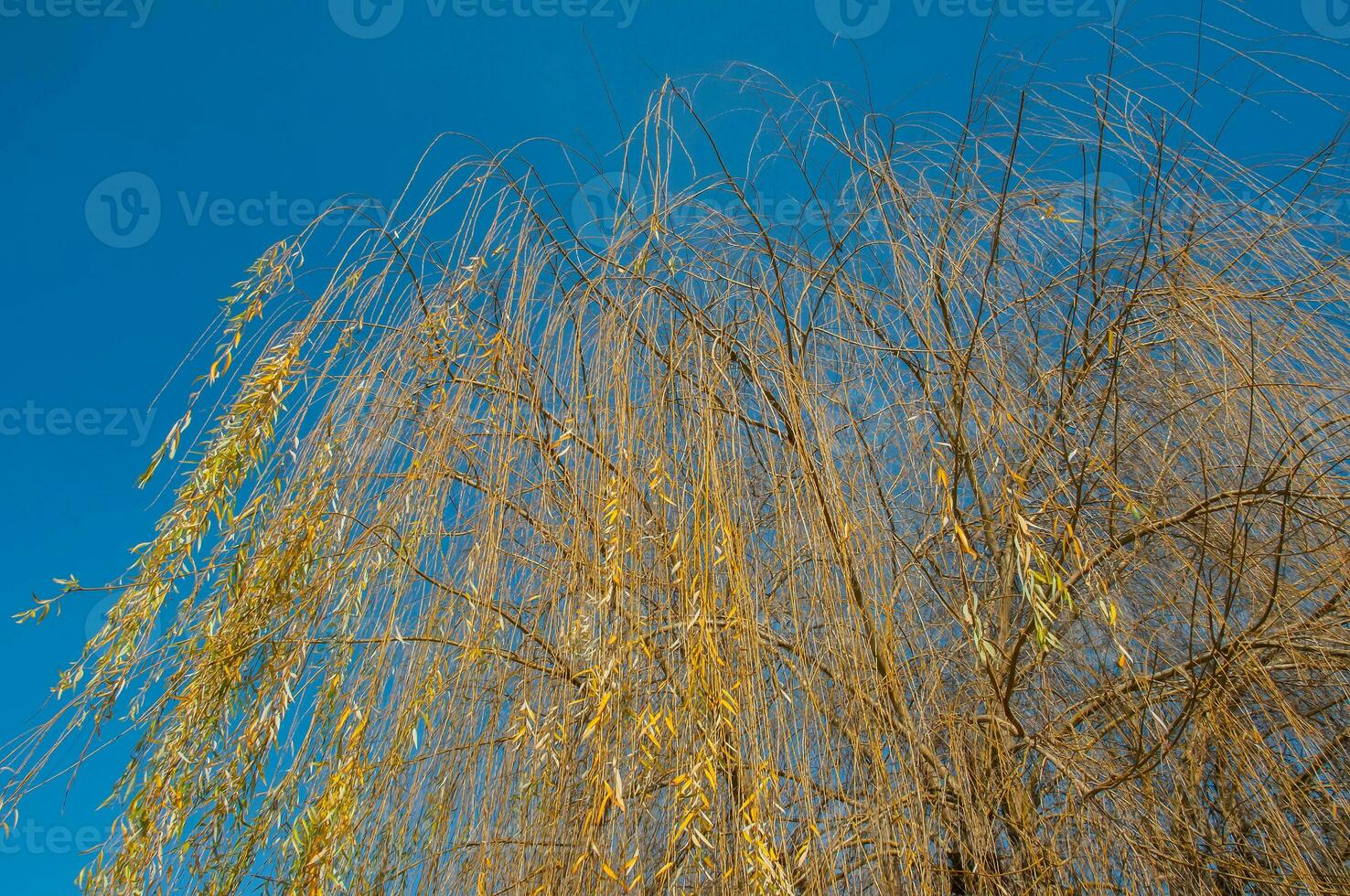 el natural belleza de otoño colores y que cae hojas foto