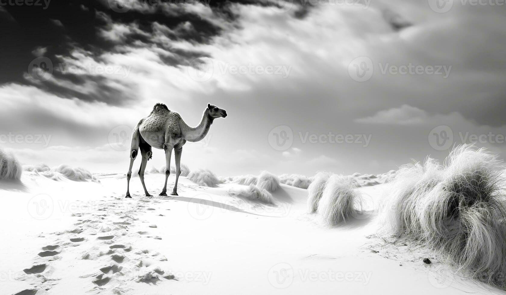 Black and white landscape of camel in the desert. AI generated photo