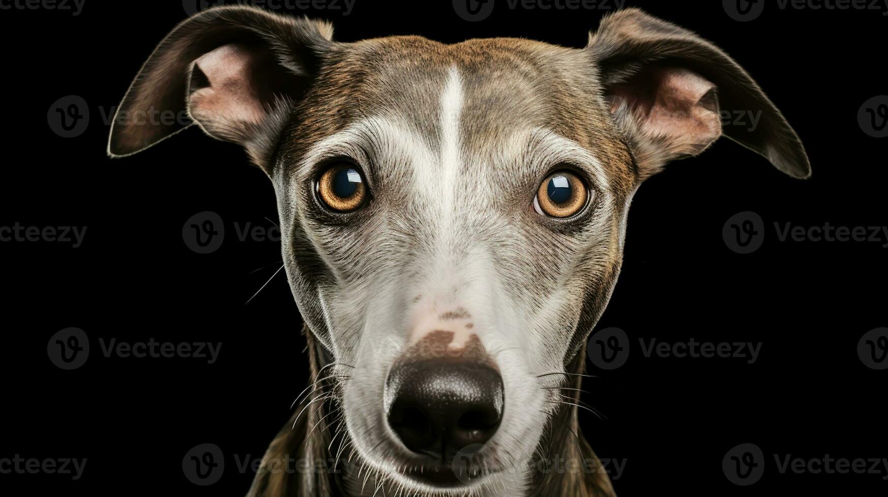 Realistic portrait of Whippet dog. AI generated photo