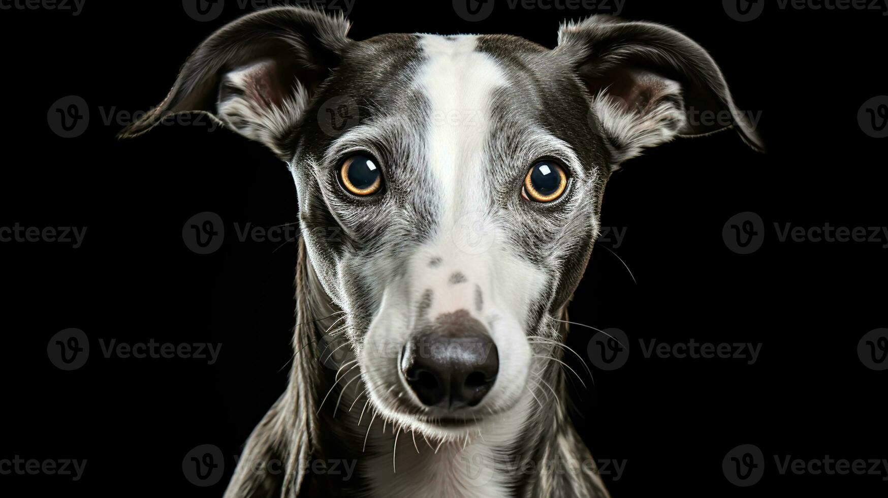 Realistic portrait of Whippet dog. AI generated photo