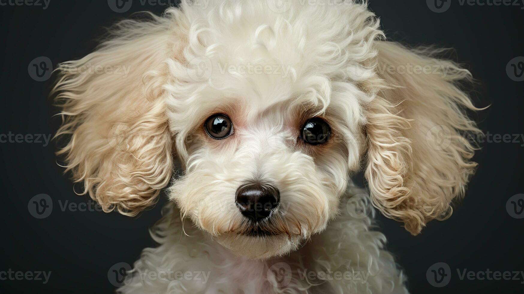 Realistic portrait of mini Poodle dog. AI generated photo