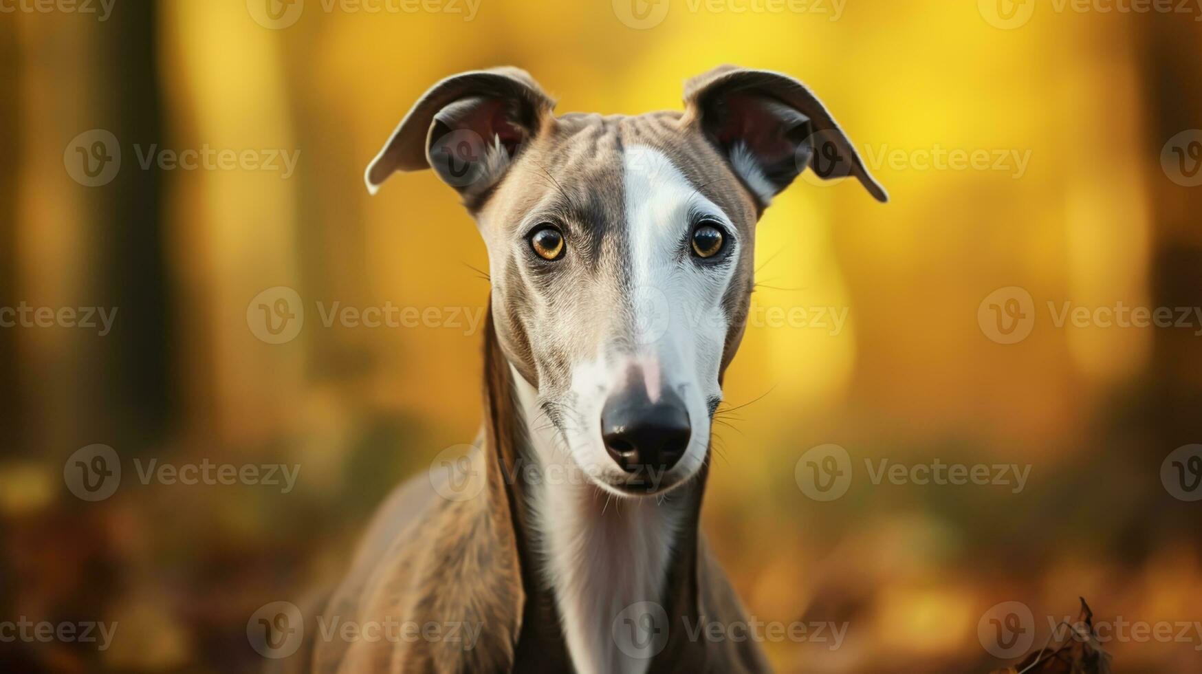 Realistic portrait of Whippet dog. AI generated photo