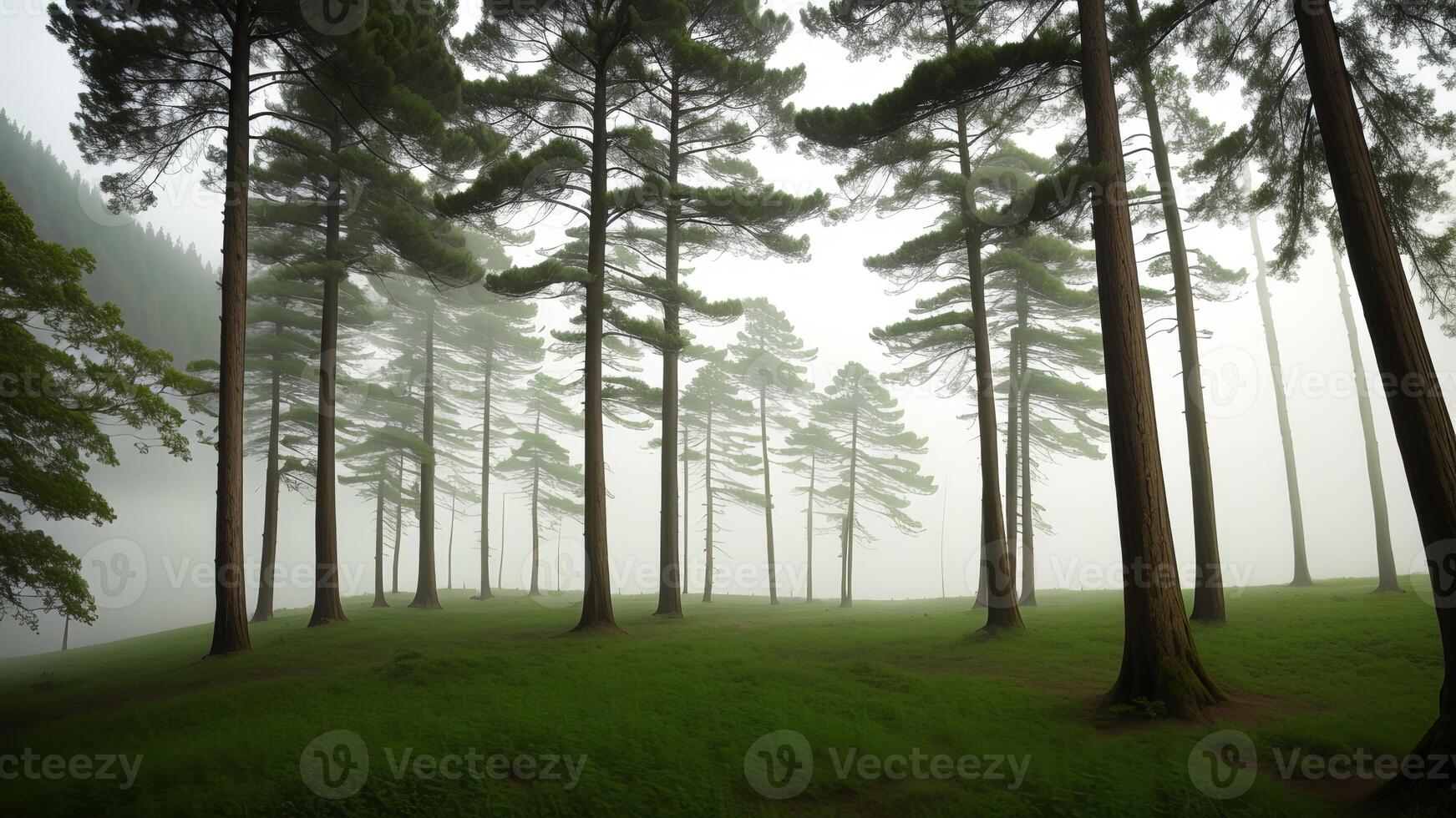 Tall trees inside the timberland inside the mountains secured with fog. photo