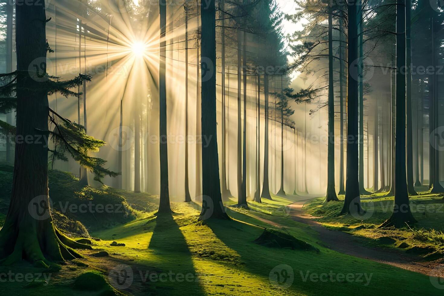 A calm morning see of a foggy forest with bars of sunshine entering through the trees. Creative resource, photo