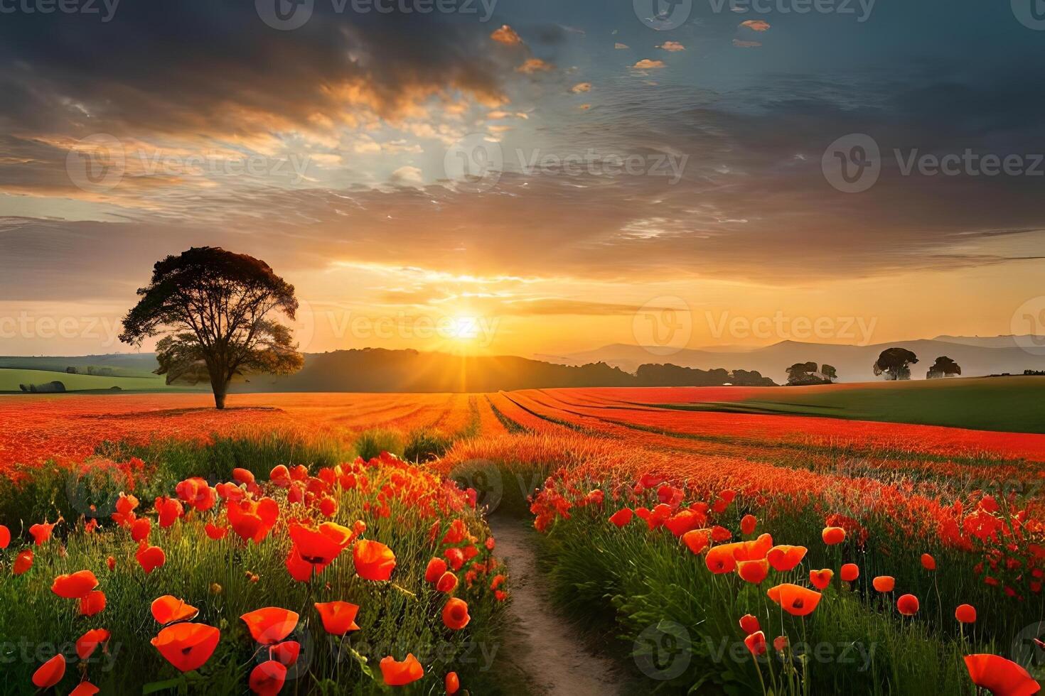 A lively poppy field lolling interior the brilliant columns of the setting sun. Creative resource, photo