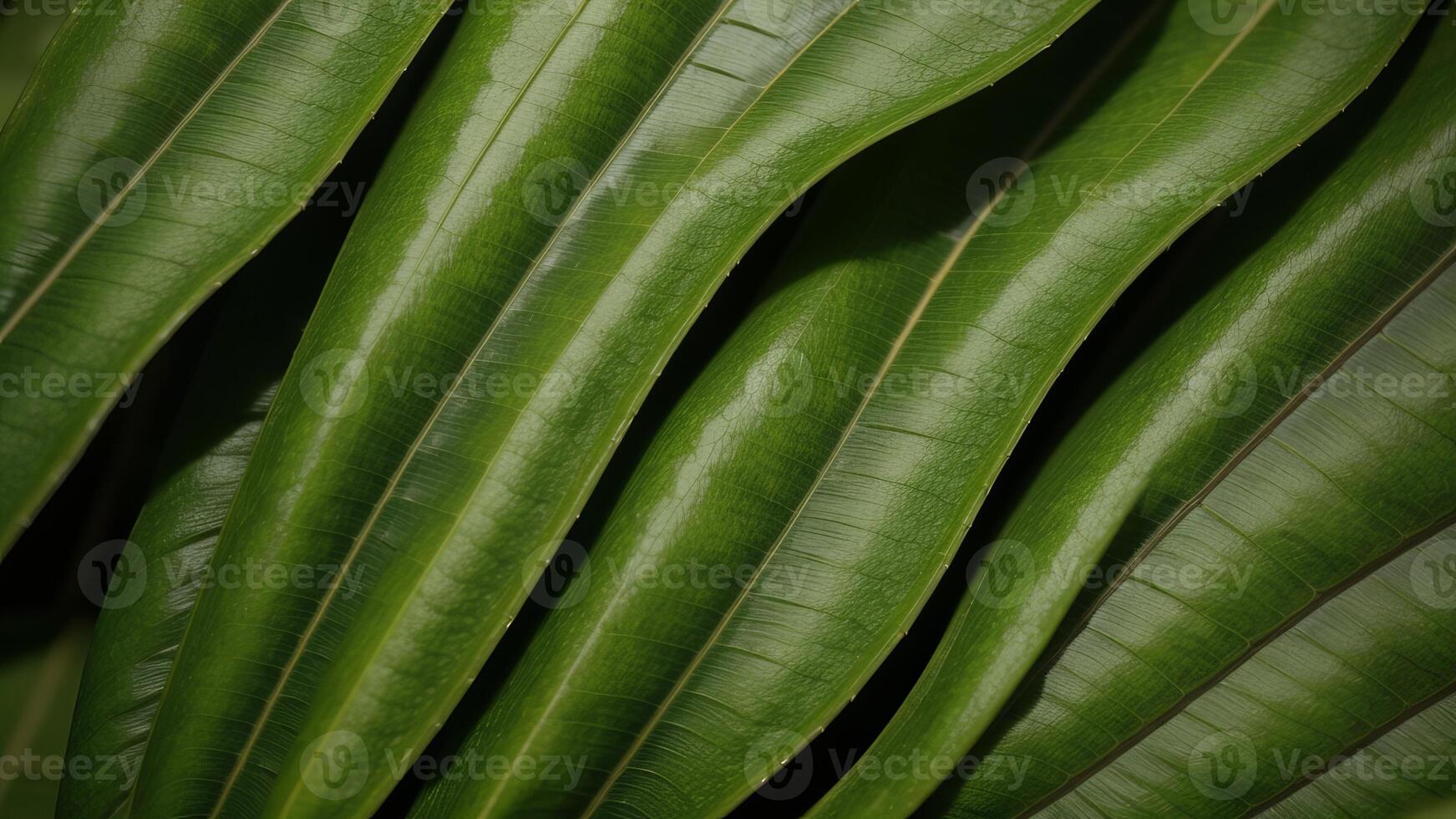 closeup nature see of tropical green monstera leaf establishment. Level lay, progressed establishment standard concept. photo