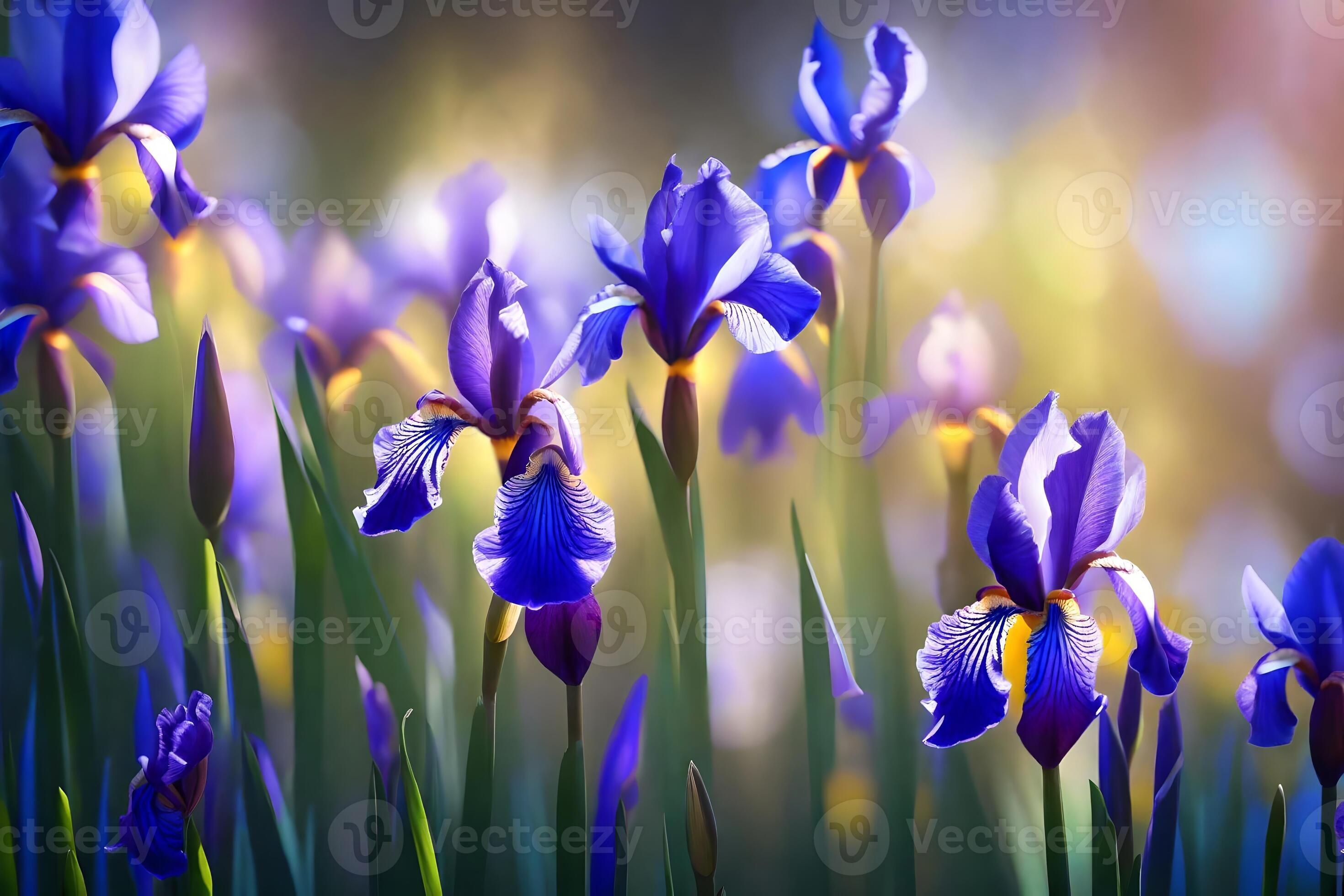 Pretty flowers called irises are a wonderful way to celebrate March 8