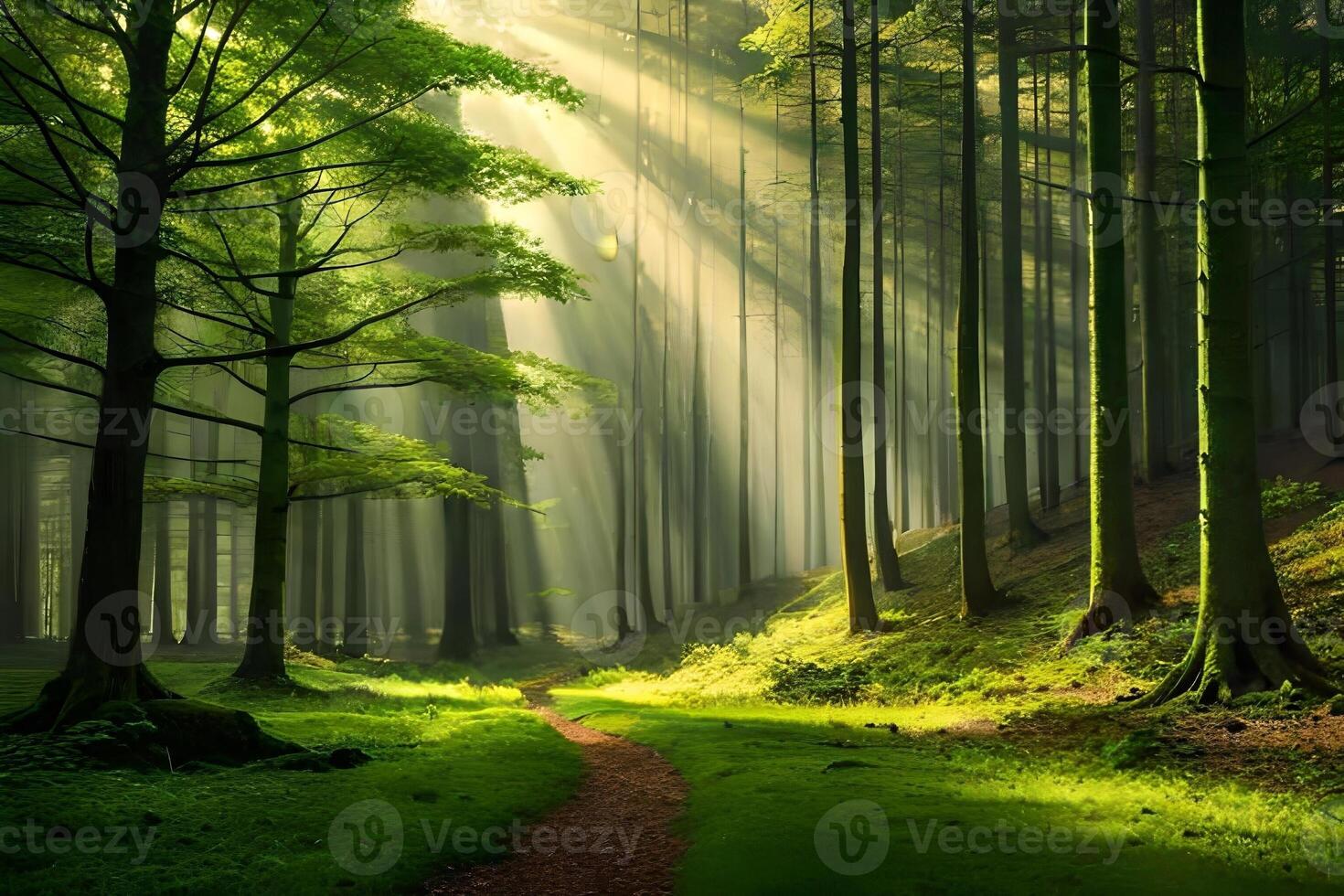 An enchanting afforest illuminated by burn of sunlight filtering through the dense canopy of corner. Creative resource, photo
