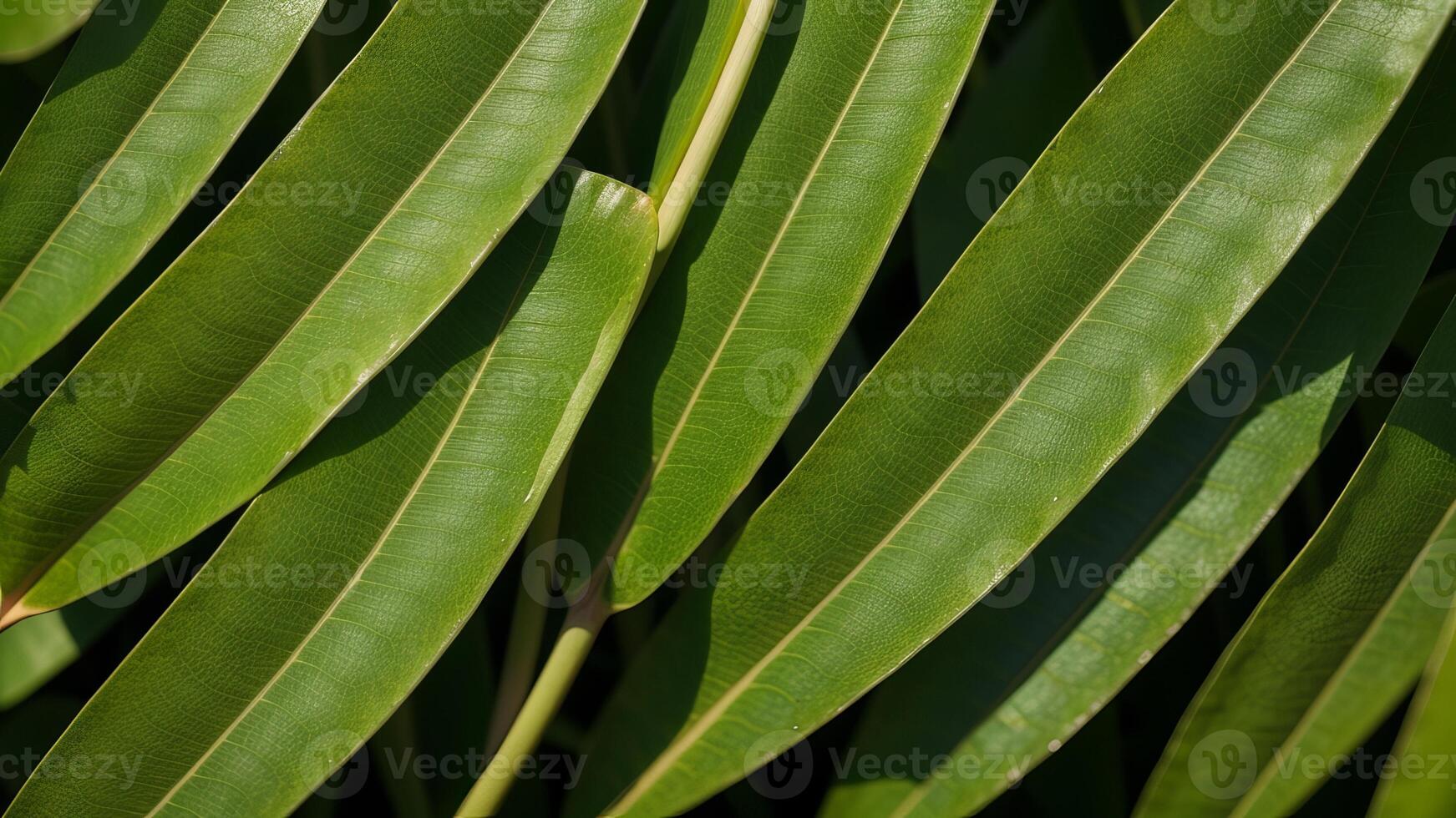 closeup nature see of tropical green monstera leaf establishment. Level lay, progressed establishment standard concept. photo