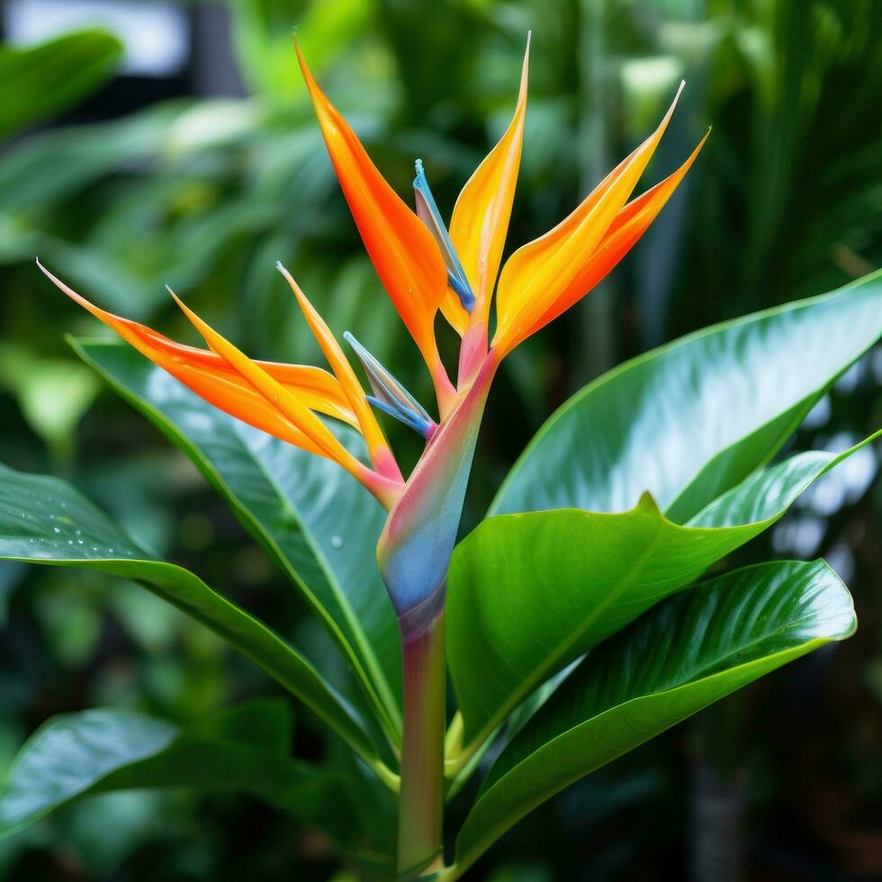 Bird of paradise leaves with orange flower photo