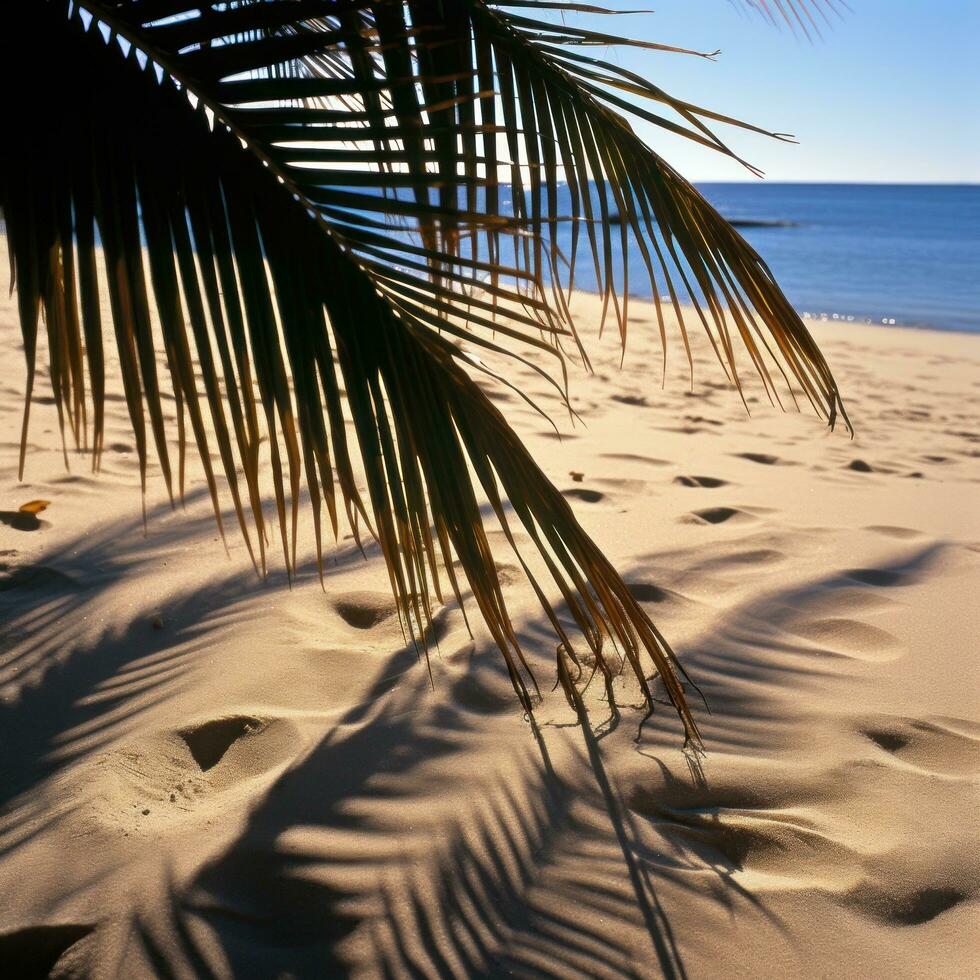 palma frondas fundición oscuridad en arenoso playa foto