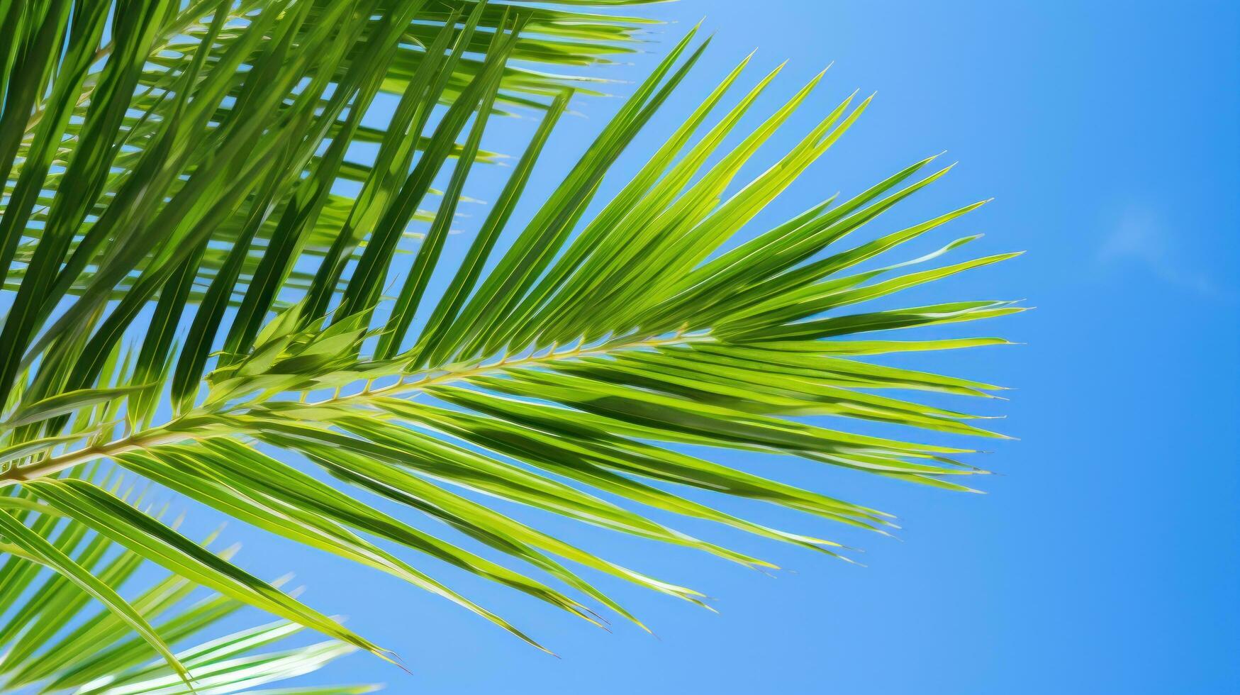 Vibrant green palm leaves against blue sky photo