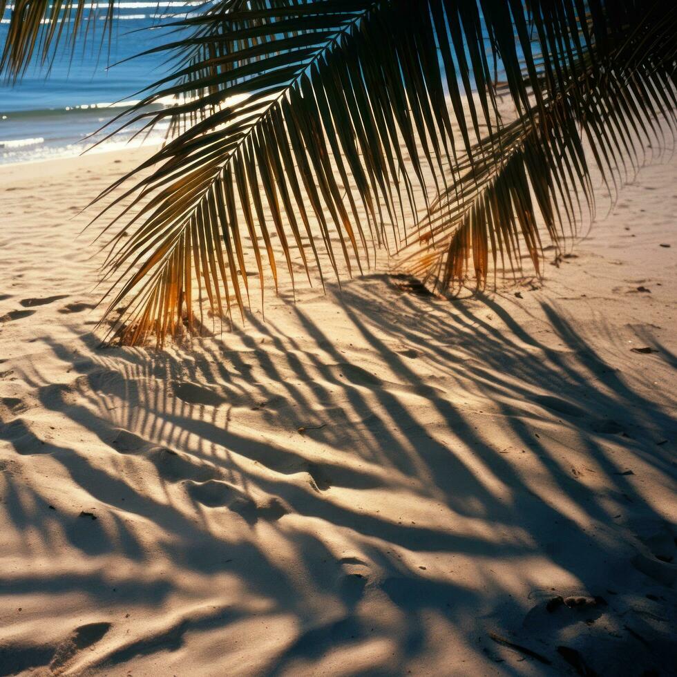 Palm fronds casting shadows on sandy beach photo