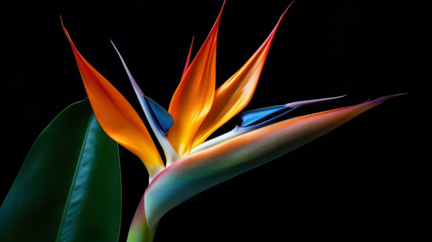 Bird of paradise leaves with orange flower photo