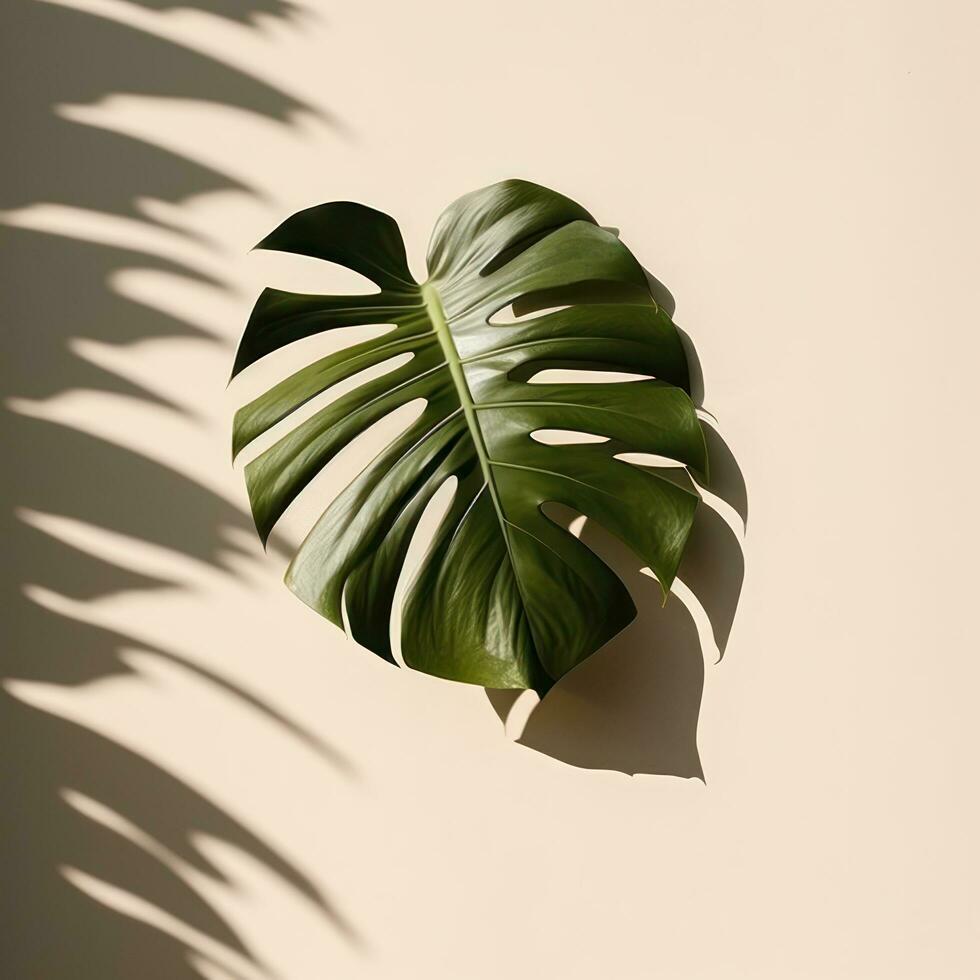 Monstera leaf with sunlight casting shadow photo