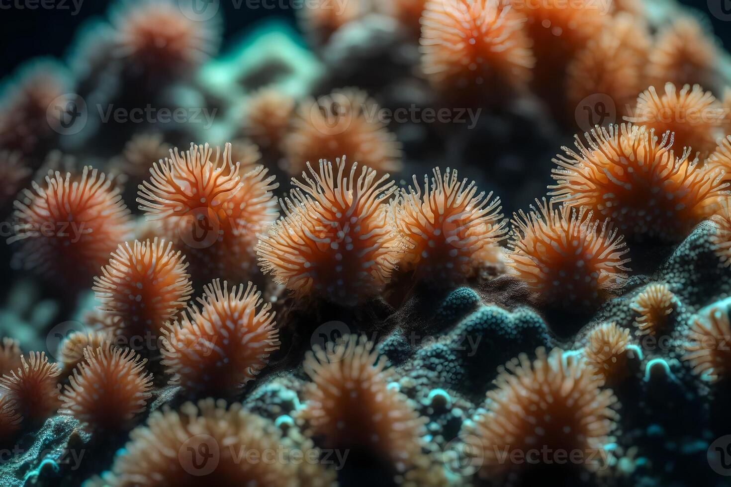Here is an easy explanation of coral polyps and how they make neighborhoods underwater.. Creative resource, photo