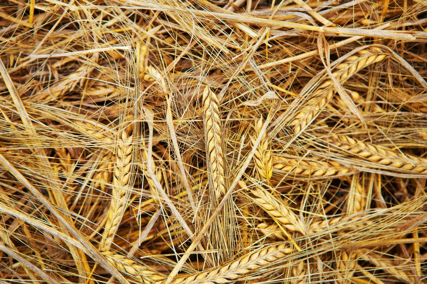 Close up of wheat nice detail background photo