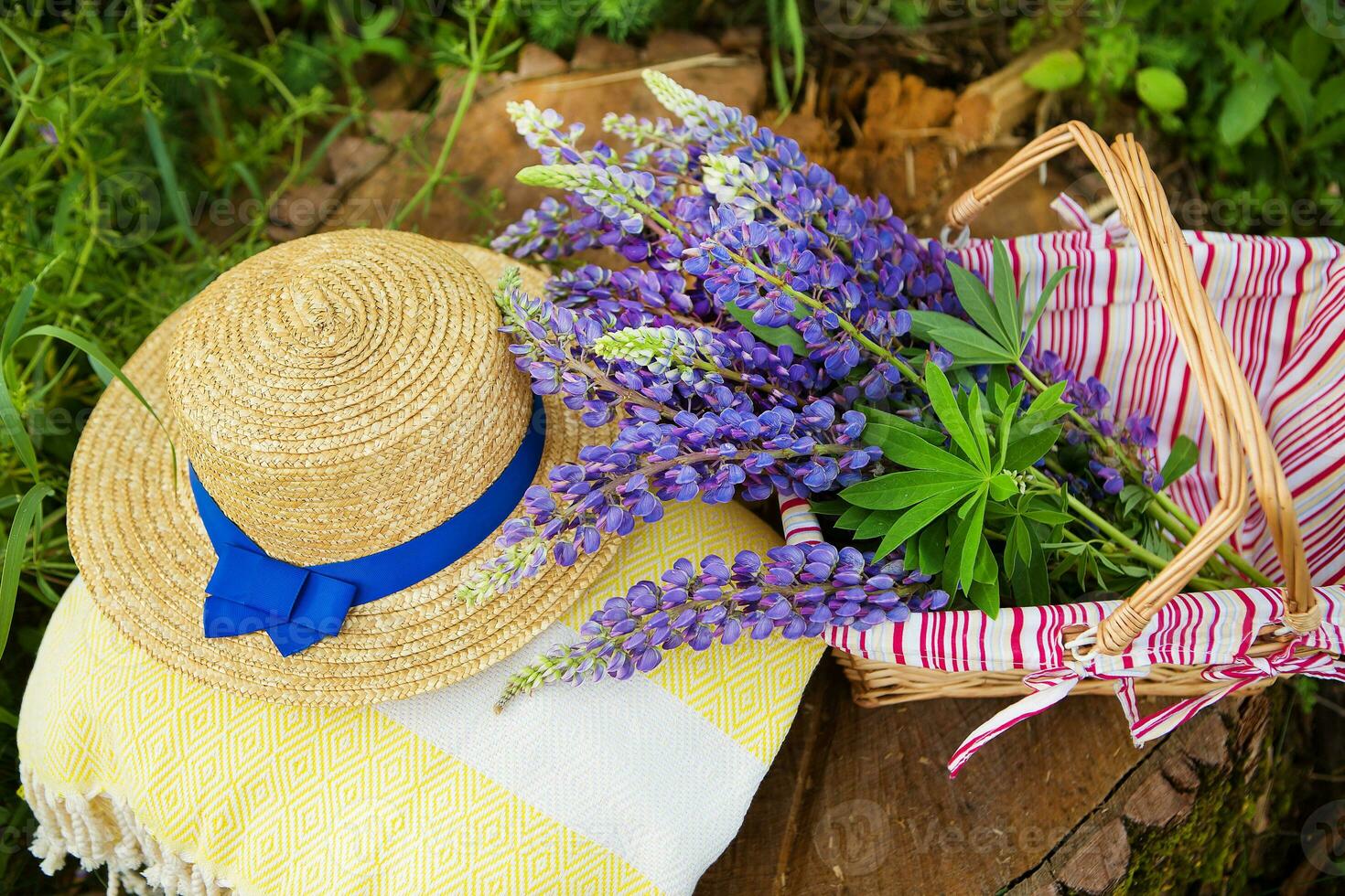 A hat, a plaid and a bouquet of lupines in a basket stand on a stump in the forest, close-up photo