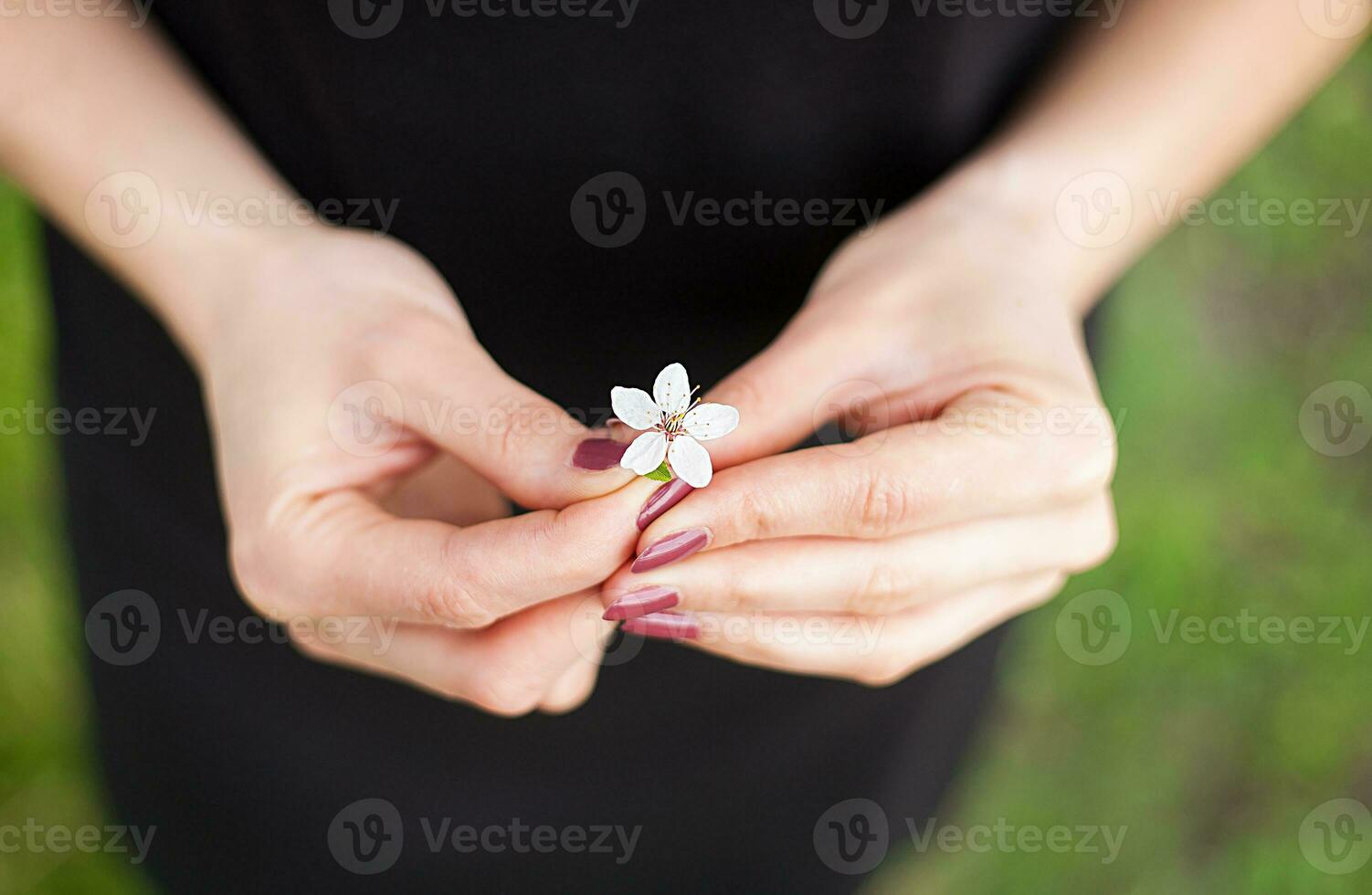 Woman hand with a spring blossom. Sakura flower photo