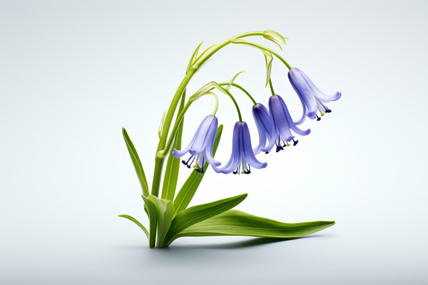 Bluebell flowers isolated on white background. 3D illustration. Studio shot. Ai Generated photo