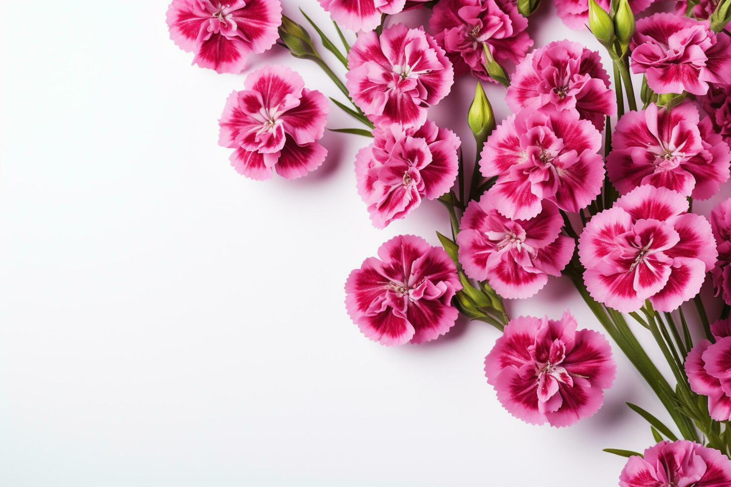 Pink and purple carnation flowers border on white background with copy space Ai Generated photo