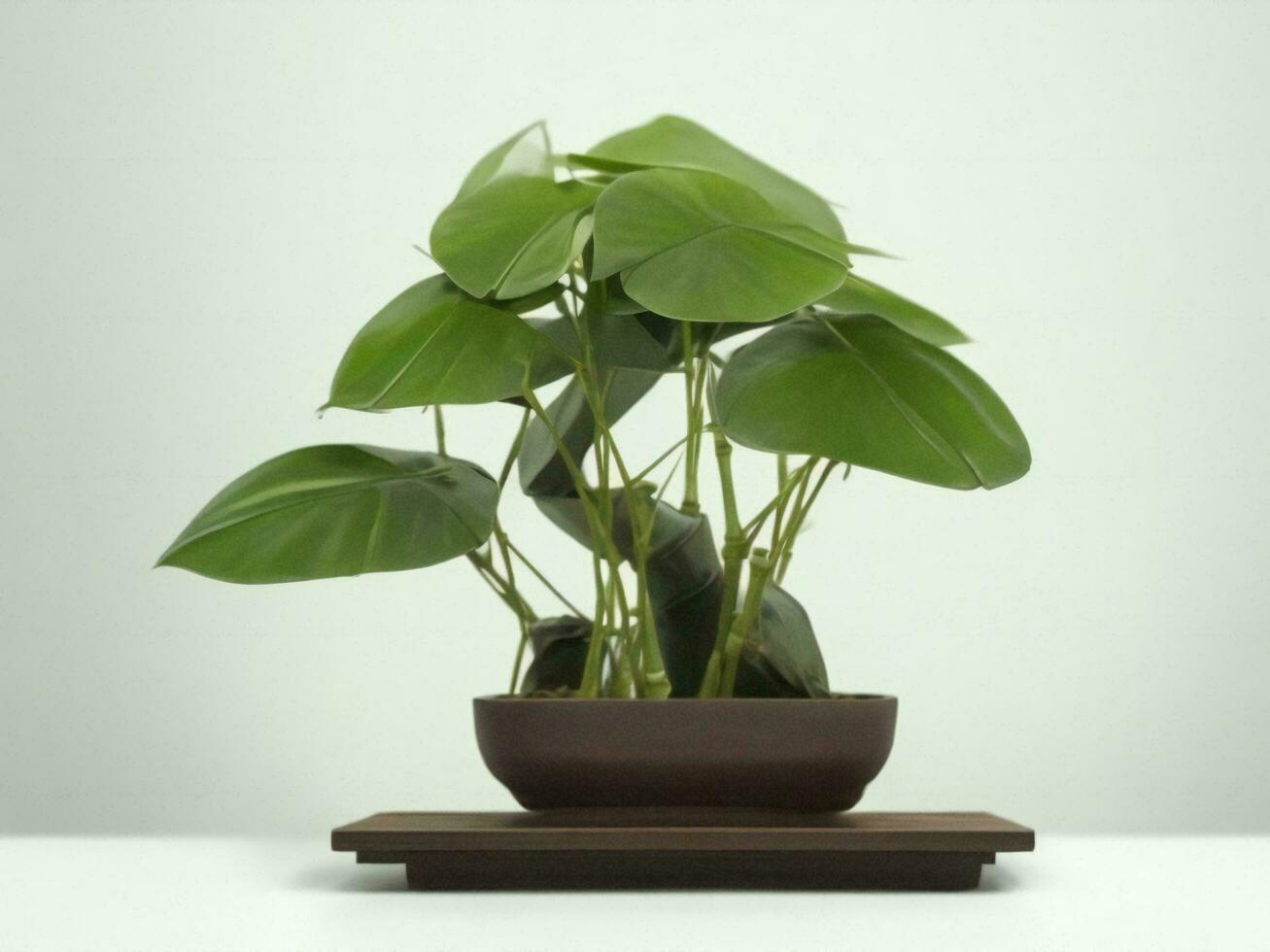 Beautiful expensive bonsai tree on white background ai generated photo