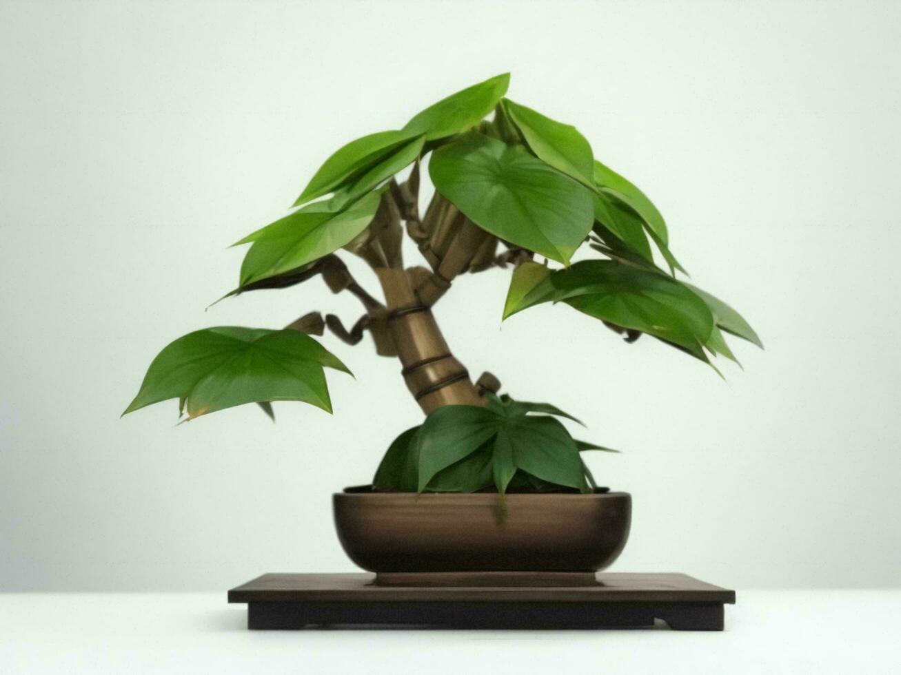 Beautiful expensive bonsai tree on white background ai generated photo
