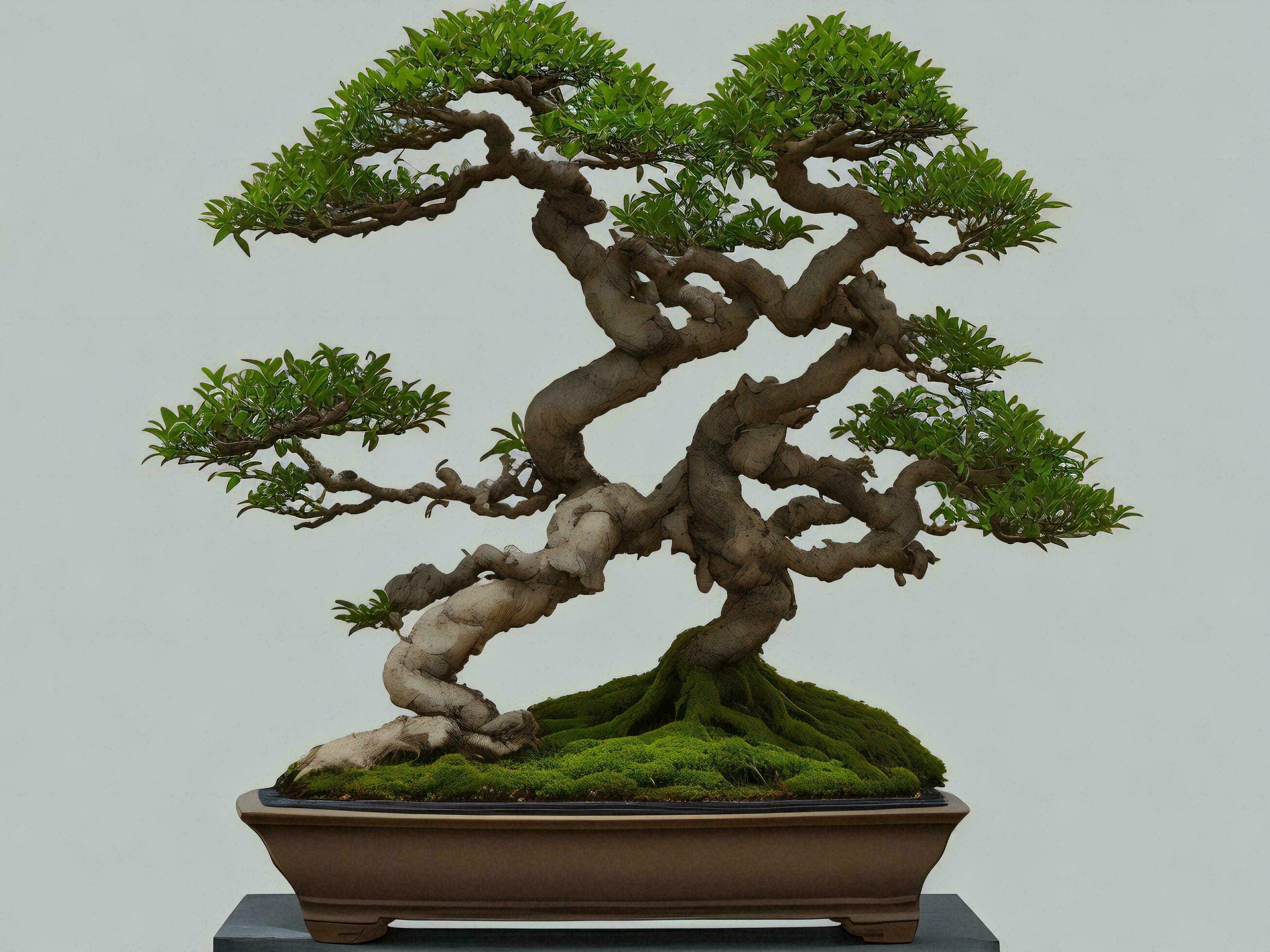Beautiful expensive bonsai tree on white background ai generated 30506950 Stock Photo at Vecteezy