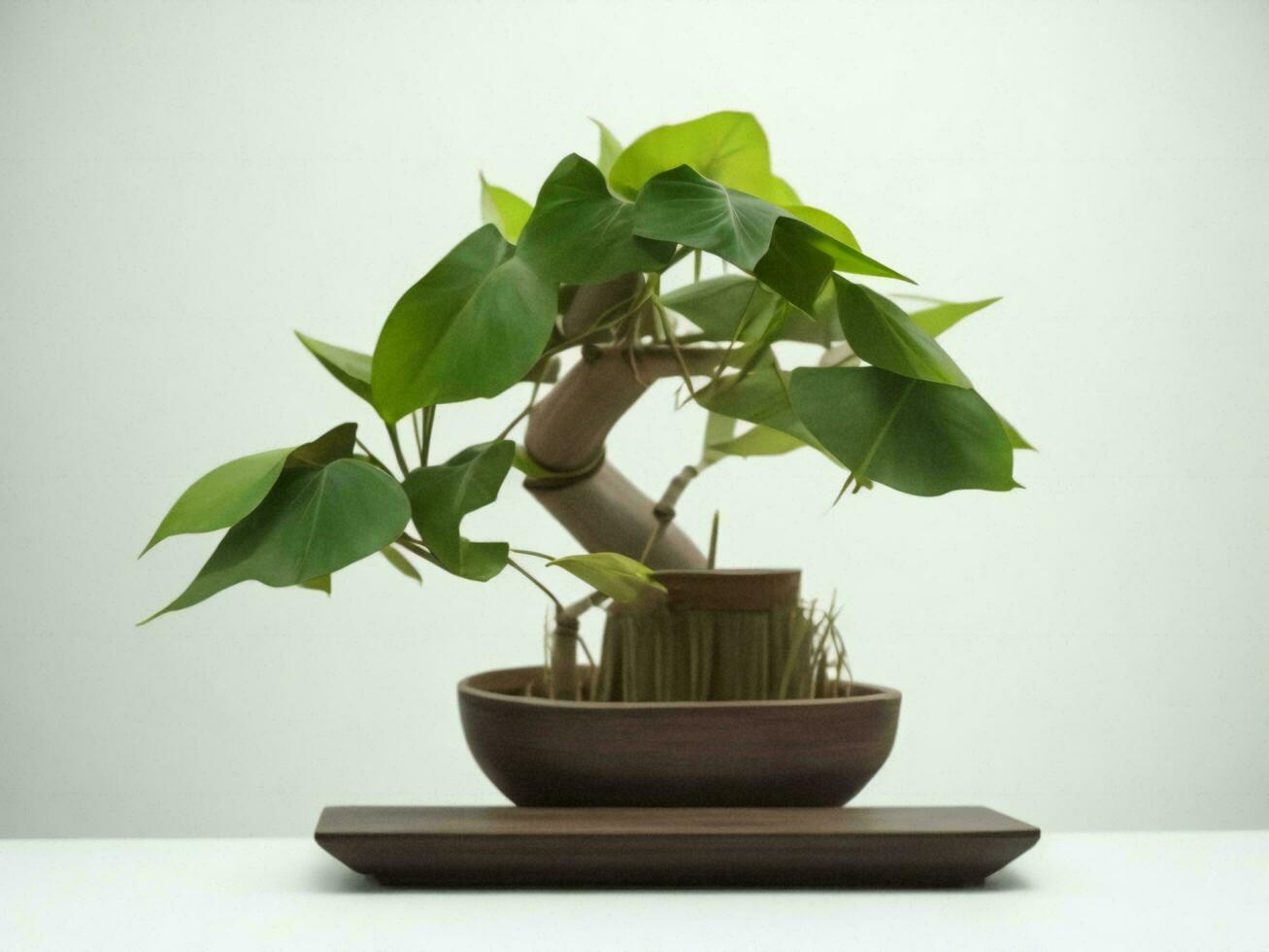 Beautiful expensive bonsai tree on white background ai generated photo