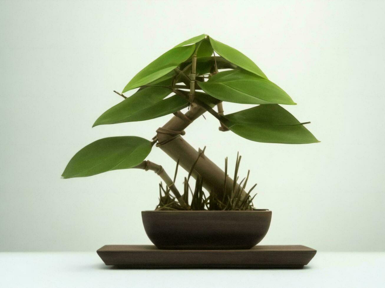 Beautiful expensive bonsai tree on white background ai generated photo