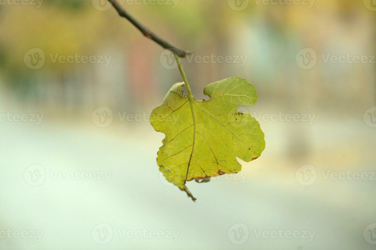 Single yellow withering leaf on a tree photo