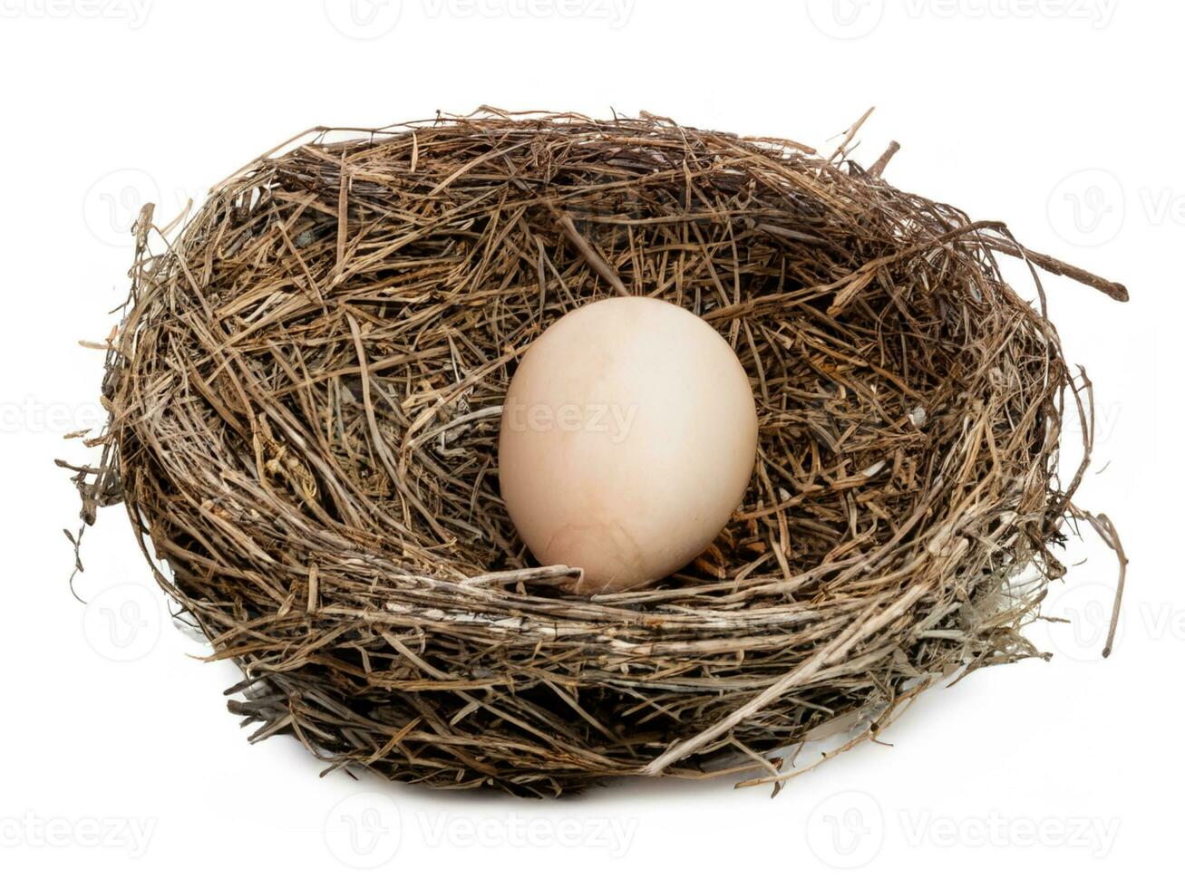 quail egg in a nest isolated photo