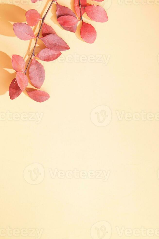 Red Autumn Fall Leafs on yellow background with copy space photo