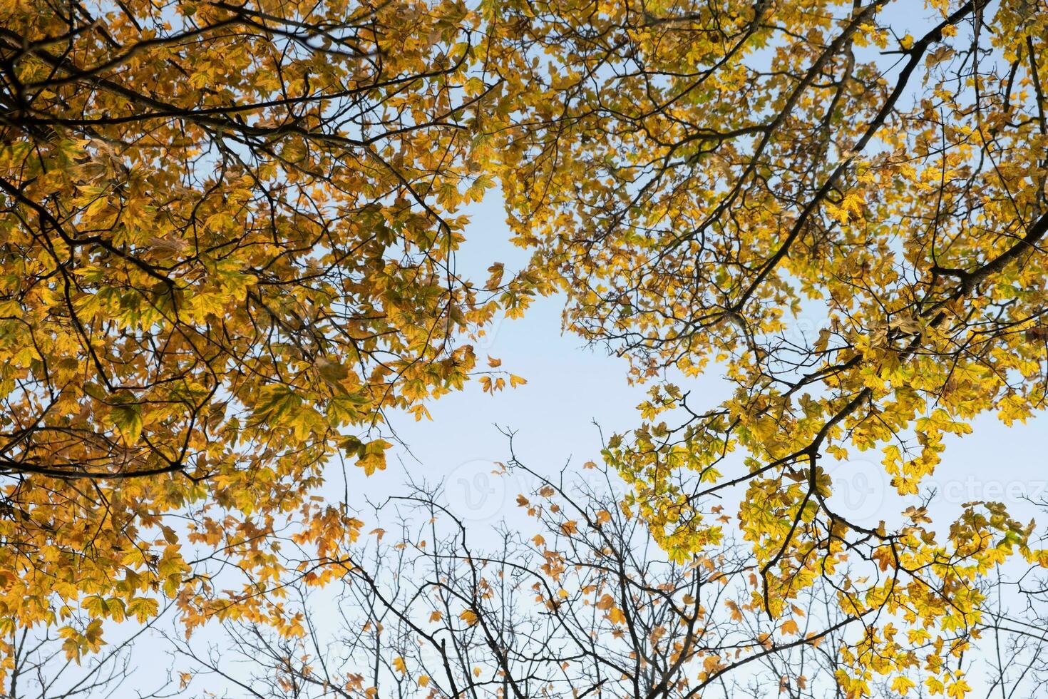 Orange yellow autumn leaves on sky background. Fall season, october, november time photo