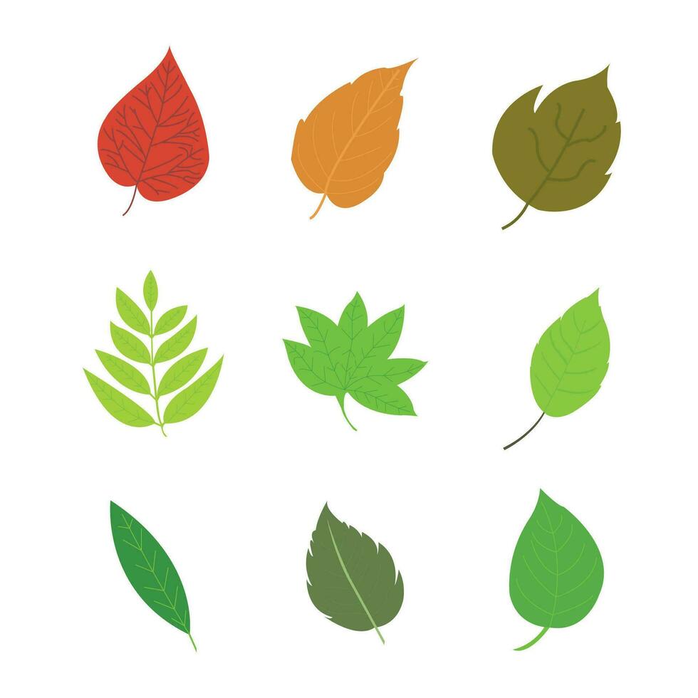 leaves of various plants white background. vector