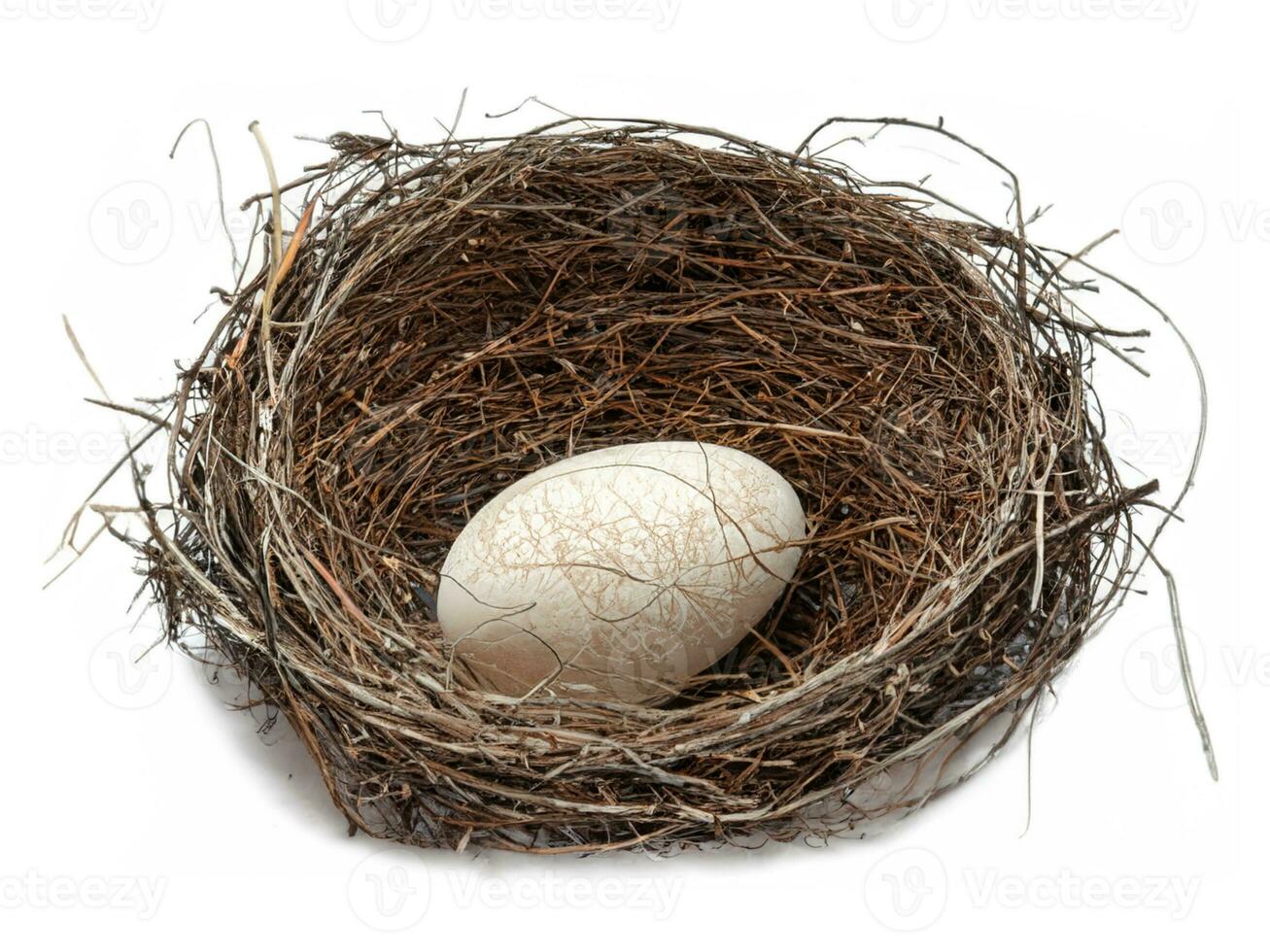 codorniz huevo en un nido aislado foto