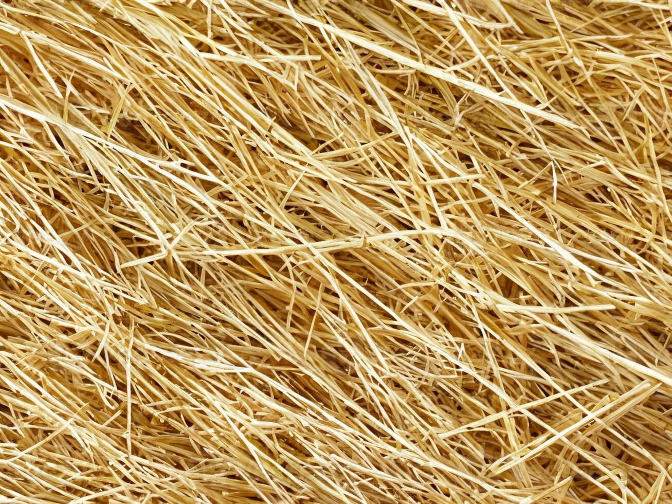 close up dry yellow straw background photo