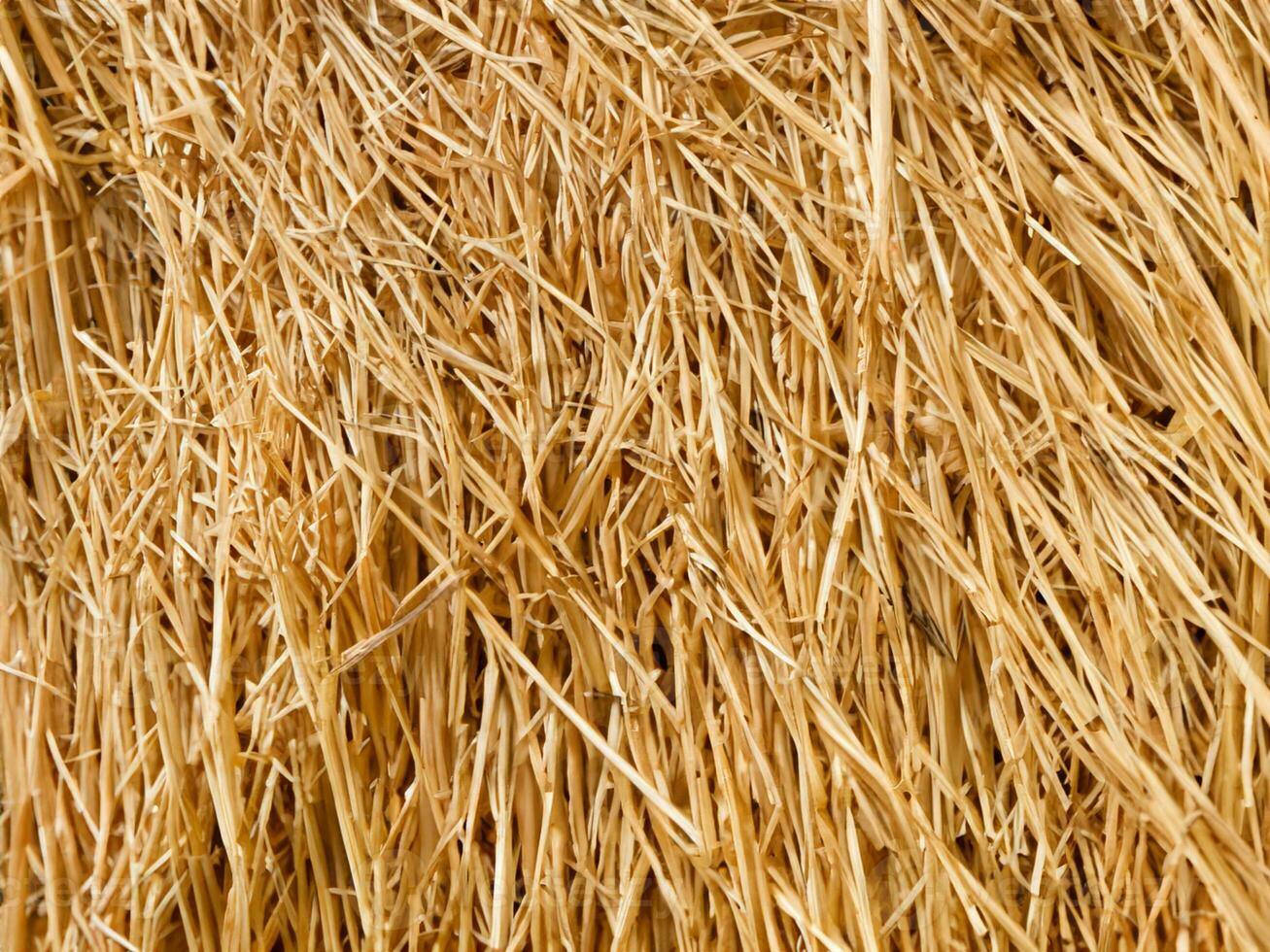 close up dry yellow straw background photo