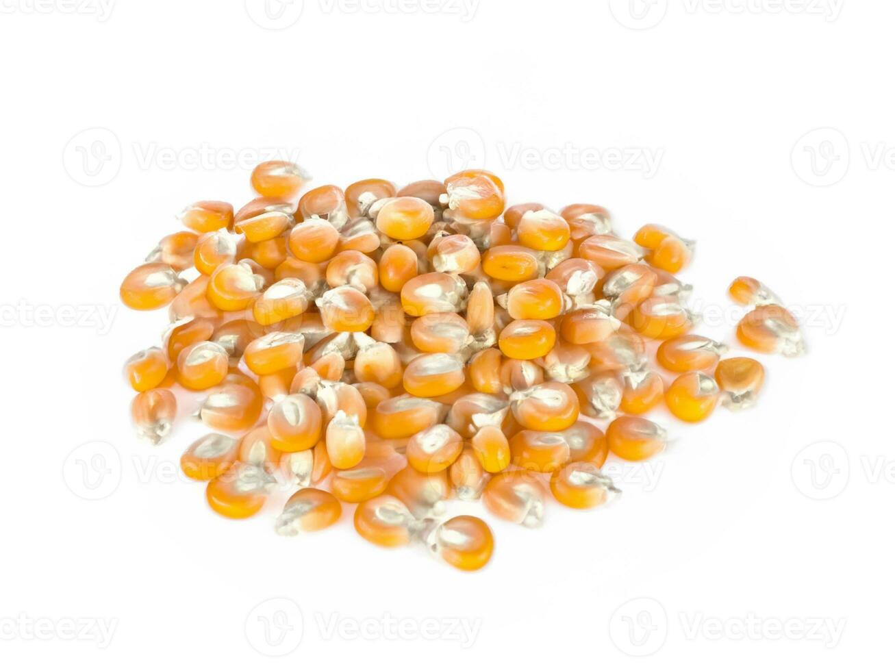 heap of dried corn isolated photo