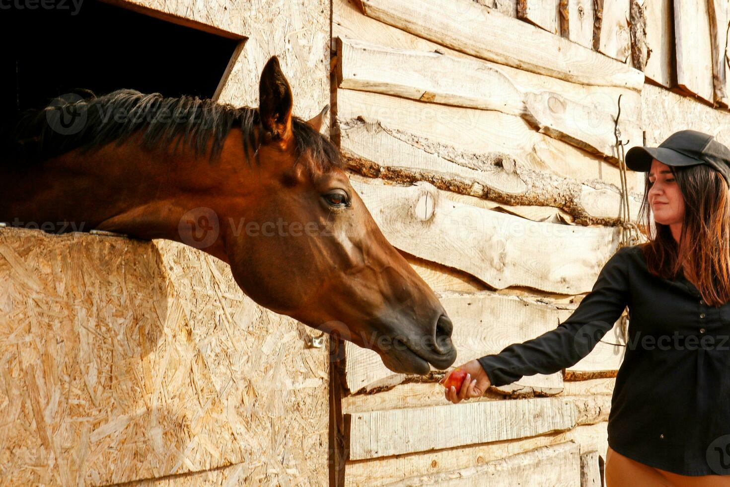 a girl feeds a horse standing with a stall with apples , love for animals photo