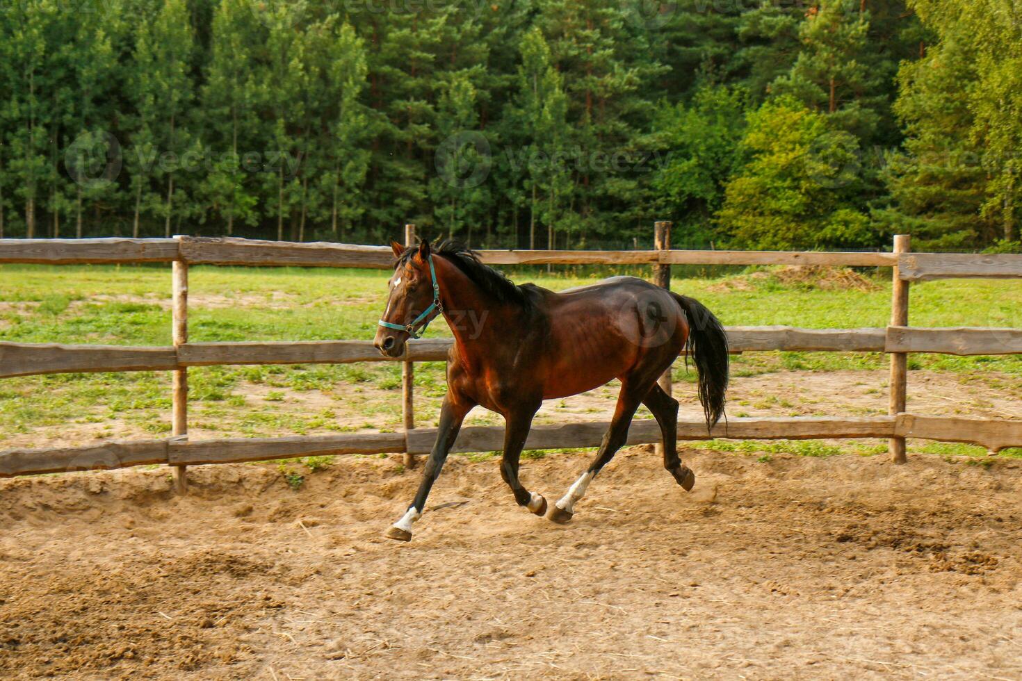 beautiful thoroughbred stallion trotting in a fenced paddock photo